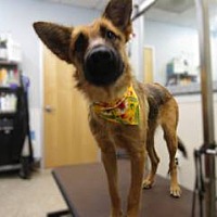 adopt a pet