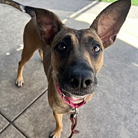 adopt a pet