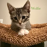 adopt a pet