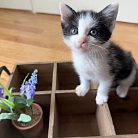 adopt a pet