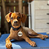 adopt a pet