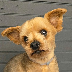 Linus *Foster needed*