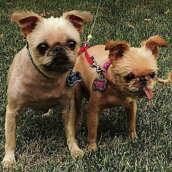 Thumbnail photo of OLIVIA & BOB - Adopted #2