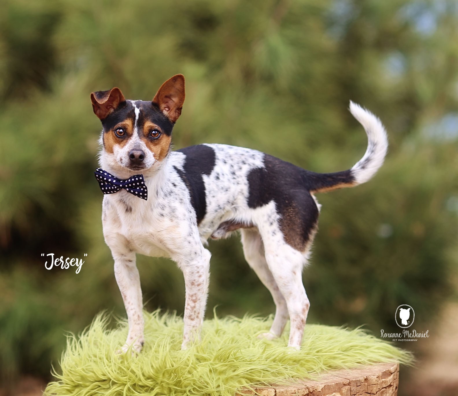 Lubbock Tx Jack Russell Terrier Meet Jersey A Pet For Adoption