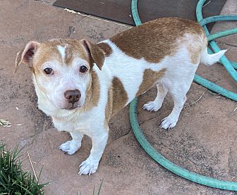 bravecto for dogs petsmart