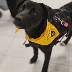 Puppies For Sale In Fond Du Lac Wisconsin Adoptapet Com