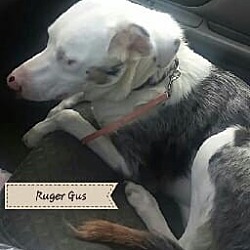 Photo of RUGAR