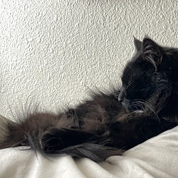 Photo of Chewie