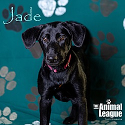 Thumbnail photo of Jade #2