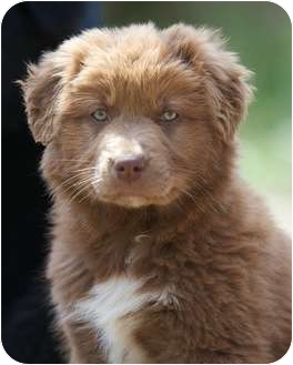 Providence, RI - Newfoundland. Meet Lola a Dog for Adoption.