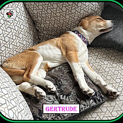 Thumbnail photo of Gertrude - The "G" Litter #4