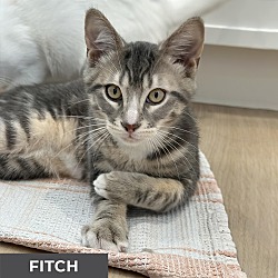 Thumbnail photo of Fitch #4