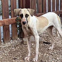 adopt-pet