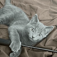 adopt-pet