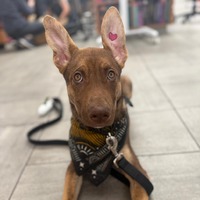 adopt a pet