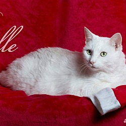 Thumbnail photo of Belle #1