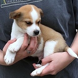Thumbnail photo of Zipper - adoption pending #1