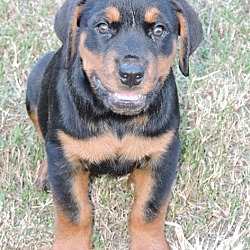 Photo of Rottweiler