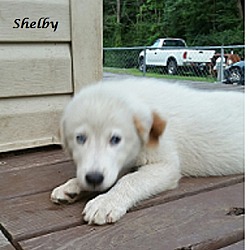 Thumbnail photo of Shelby #2