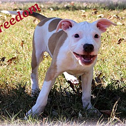 Thumbnail photo of Freedom~adopted! #2