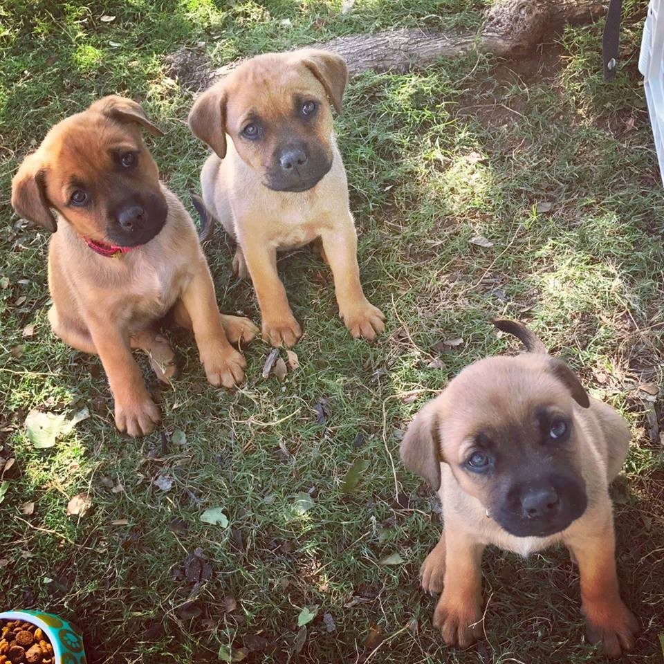 Ft Worth Tx Black Mouth Cur Meet Clover Poppy Buttercup A Pet For Adoption