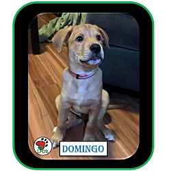 Thumbnail photo of ADOPTED Domingo-Spanish Litter #2