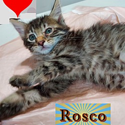Photo of Rosco