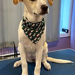 Photo of Maize - 8 month old female lab mix