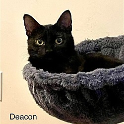Thumbnail photo of Deacon #2