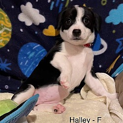 Thumbnail photo of Halley #3