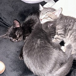 Thumbnail photo of Precious kitties #3