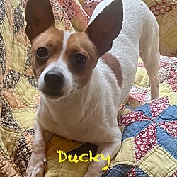 Thumbnail photo of DUCKY #1