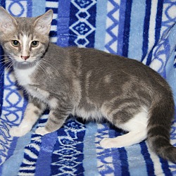 Thumbnail photo of Zazzy (Purrty Girl's Kitten) #1