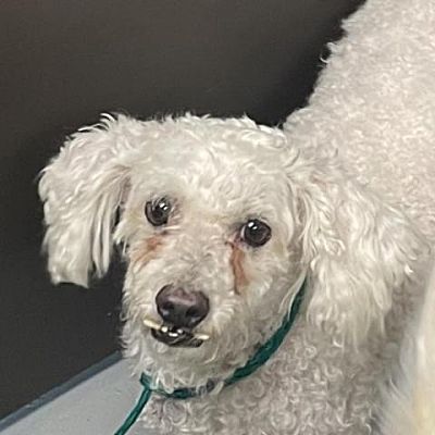 Las Vegas, NV - Poodle (Standard). Meet KIARA a Pet for Adoption