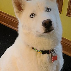 Photo of Siku - PENDING