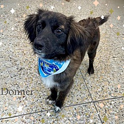 Photo of Donner