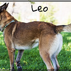 Thumbnail photo of Leopold "Leo" #4