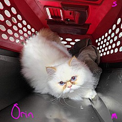 Photo of Orin