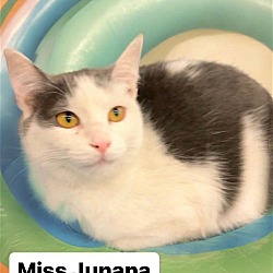 Photo of Miss Junana at Martinez Pet Food Express  July 27