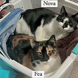 Thumbnail photo of Nova #2