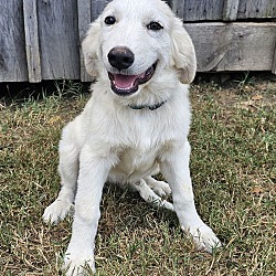 Thumbnail photo of 11 GREAT PYR PUPPIES NEED HELP! #3