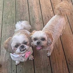 Thumbnail photo of Sissy, Bonded To Sadie Mae #3