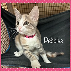 Thumbnail photo of PEBBLES #4