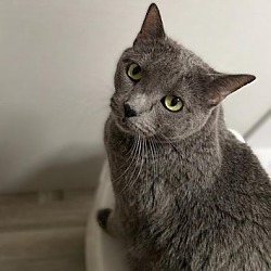 Thumbnail photo of Abby (Russian Blue) #1