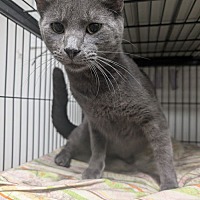 adopt a pet