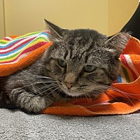adopt a pet