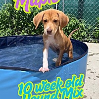 adopt a pet