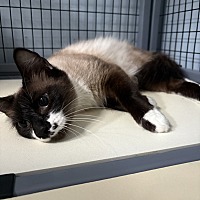 adopt a pet