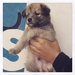 Thumbnail photo of 9 week old puppy! Pancho #2