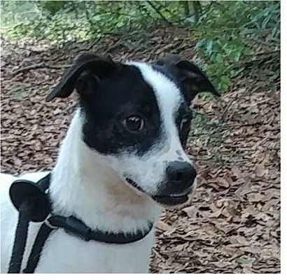 Ozark, AL - Terrier (Unknown Type, Small). Meet Hatfield a Pet for ...